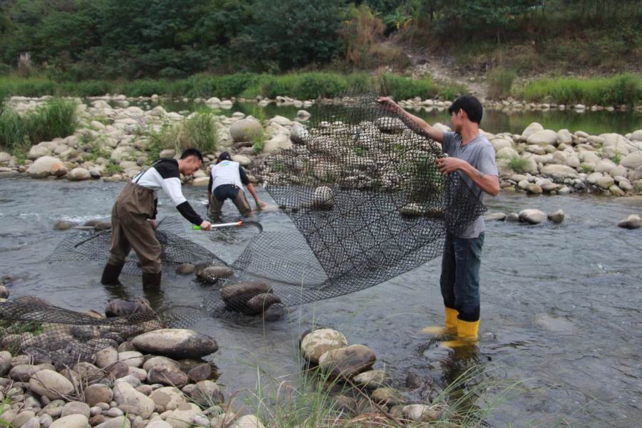 苗栗縣河川生態保育協會人員，涉水拆除非法架設的定置網。（何冠嫻攝）