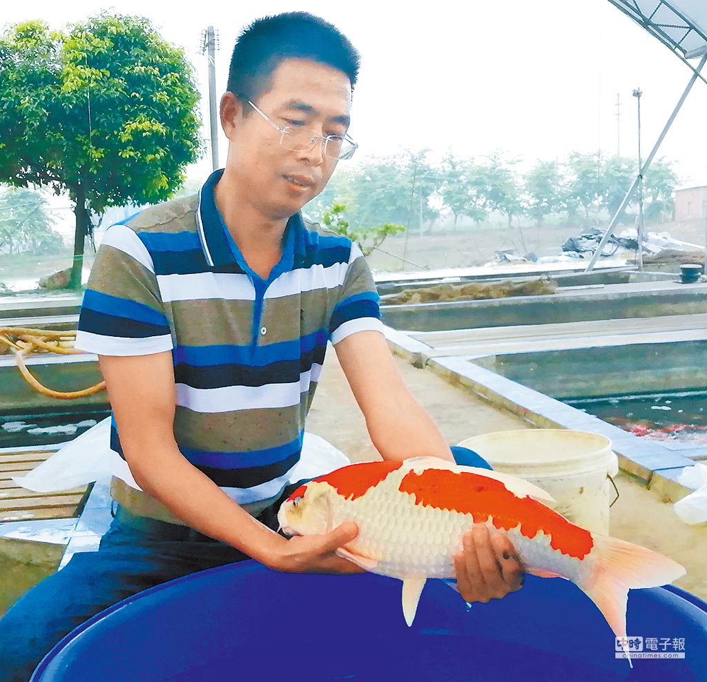 精養 中山錦鯉也能量身定做 焦點新聞 旺報