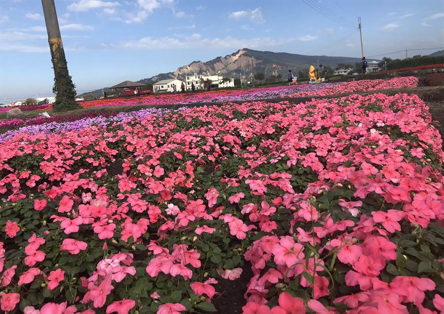 中社花市四季花海景緻輪番綻放不停歇 生活 中時