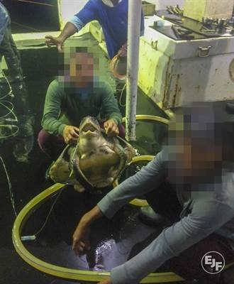 EJF調查揭露 台5艘漁船每月非法割補上百隻鯊魚海豚