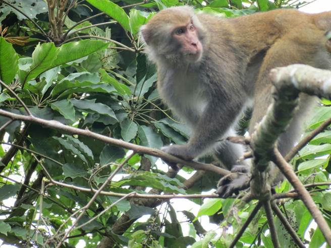 站在咖啡園旁樹上觀望的獼猴。（魚池鄉咖啡產銷班長吳永欽提供）