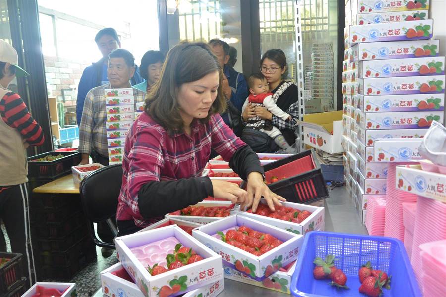 11日舉辦的草莓運銷分級包裝技巧示範觀摩會，依據每顆草莓的色澤、大小、形狀等條件示範手工分類，一旁圍著許多莓農觀摩。（巫靜婷攝）