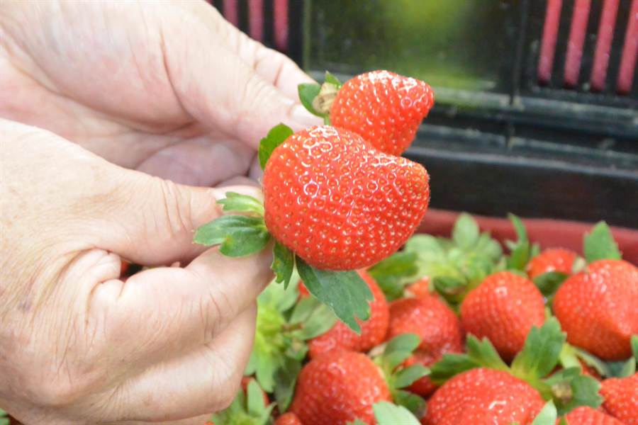每顆草莓的色澤、大小、形狀等條件不一，需經過手工精緻化分級分類後提高價值。（巫靜婷攝）