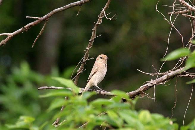 台大調查團隊在金門發現1隻荒漠伯勞，確定為台澎金馬地區的新紀錄鳥種。（金管處提供）