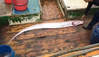 影》花蓮5.6強震 漁民捕獲2米長深海地震魚