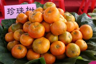 中寮「珍珠柑」甜蜜上市 今年雨水少甜度更提升農會大力促銷