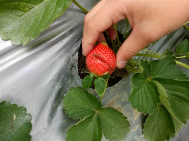 影 踐踏農民 大湖草莓今年種植不易還被遊客惡意摧殘 社會 中時