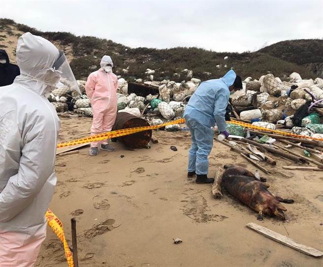 大陸非洲豬瘟蔓延之際，金門今（31）日在田埔海岸發現1隻疑似從對岸漂來的死豬。（岸巡提供）