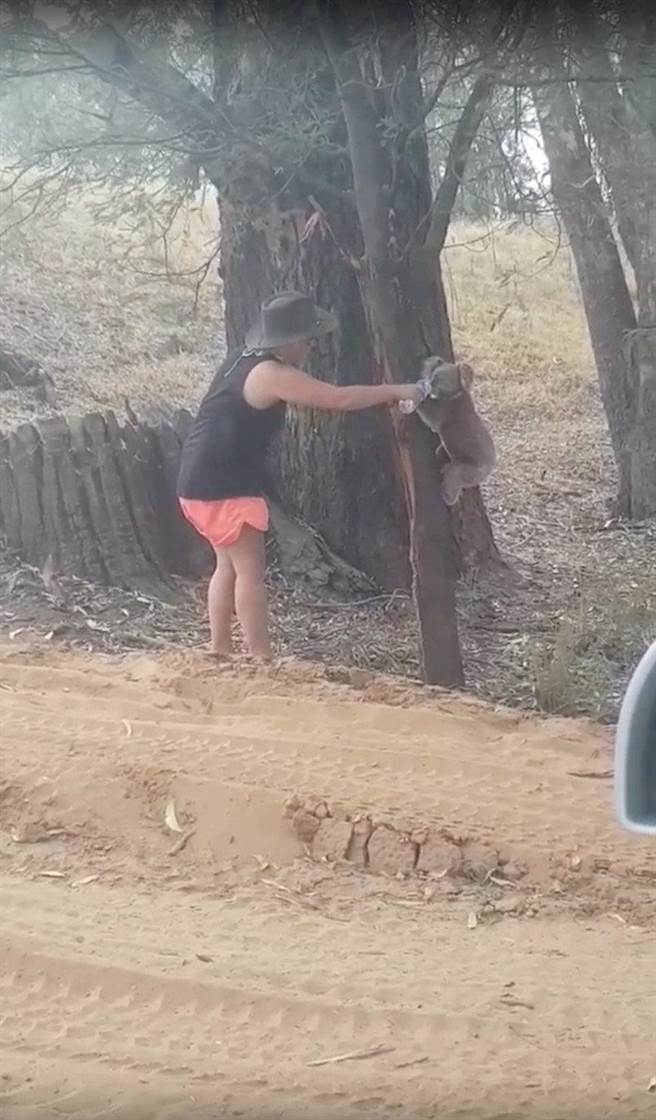 澳洲正值熱浪來襲，一名女子見路邊無尾熊口渴，主動上前餵水喝。（圖／路透社）