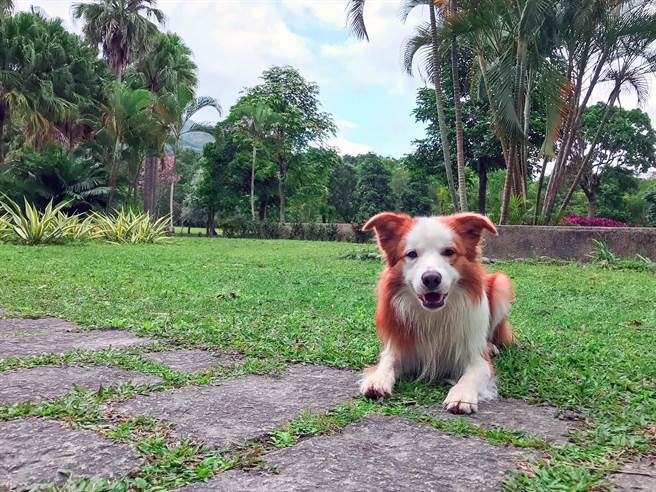 帶毛小孩環島鹿鳴溫泉酒店提供寵物客房 生活 中時