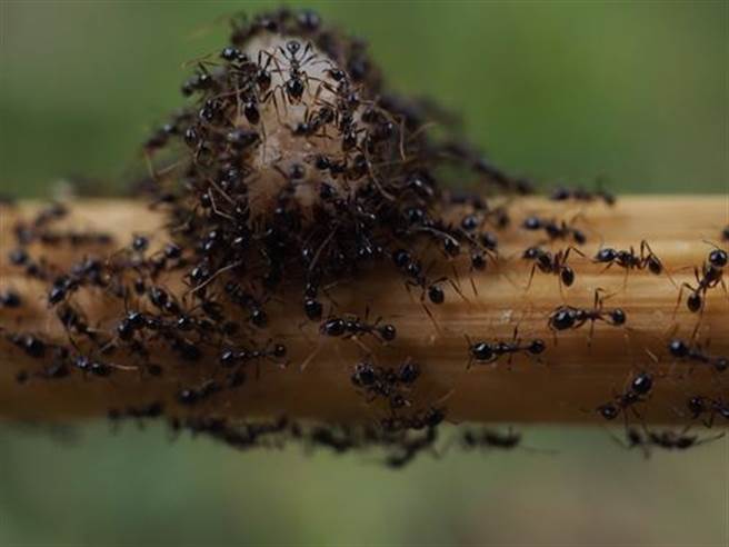 世界最大蟻穴曝光 龐大王國耗費10年 搜奇 網推