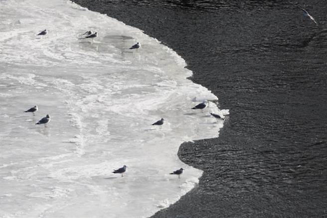 鸟类在冰盘上玩耍。（图／路透社）