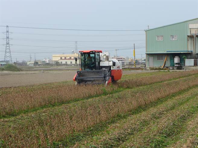 台中市推動二期再生稻改種大豆展現成果，海線地區這幾天進行契作豆採收。（林欣儀攝）