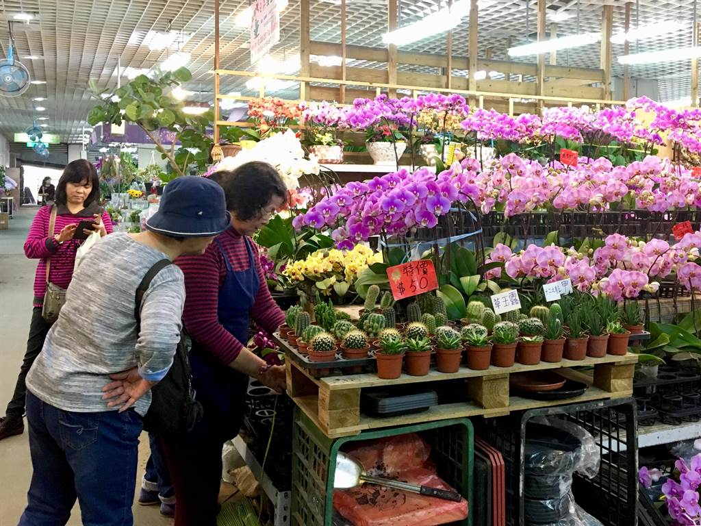 賞茶花辦年貨今起就在台北花木批發市場 生活 中時