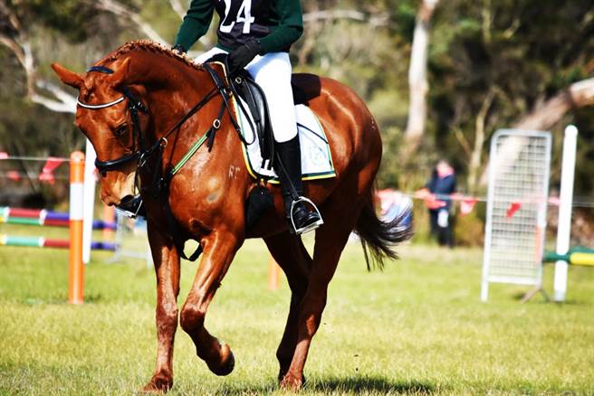 马匹示意图。（图／达志影像提供）