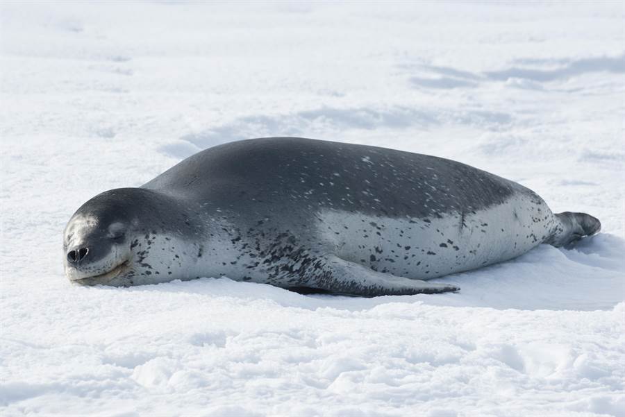 豹紋海豹分布在紐西蘭到南極都有，科學家在一年多年前海豹大便中找到一只還可以用的USB隨身碟。(圖/shutterstock)