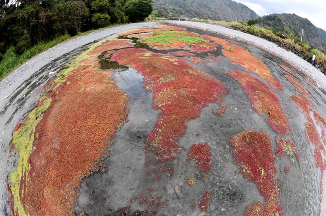 魚眼鏡頭下的武界「滿江紅」水生蕨類景觀，看似「世界新地圖」。（沈揮勝攝）