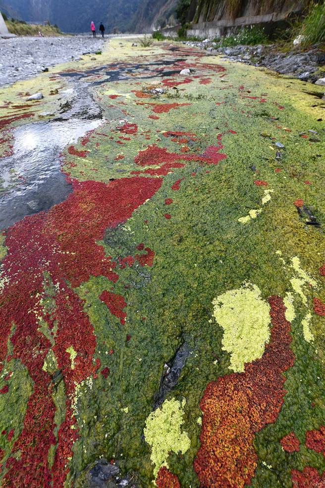 武界部落旁的濁水溪河床，「滿江紅」水生蕨類景觀，被美稱為大自然調色盤。（沈揮勝攝）