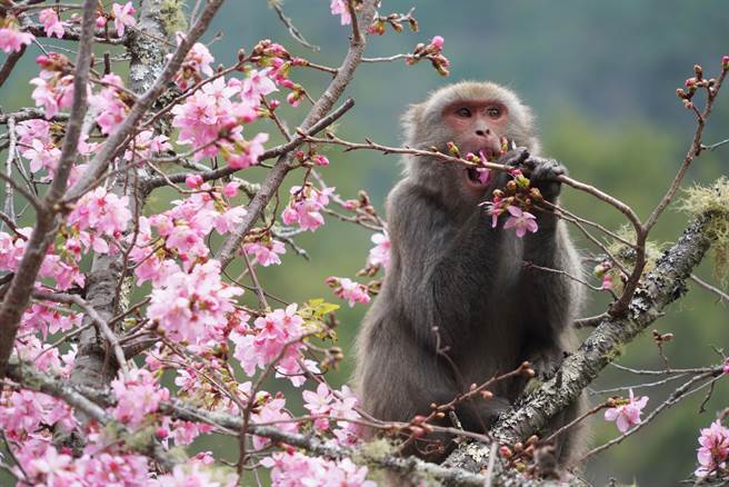 台湾猕猴活泼可爱，民眾巧遇猴群切勿「大眼瞪小眼」，避免遭误会是挑衅。（巫静婷翻摄）