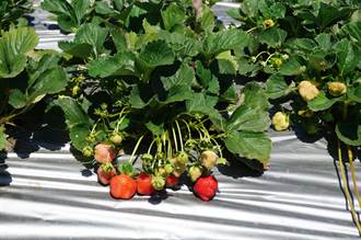 氣候紊亂衝擊草莓產量神農獎許明興培育新苗