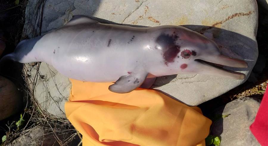 彰化芳苑永興海邊13日發現的台灣白海豚寶寶的屍體。（施月英提供）