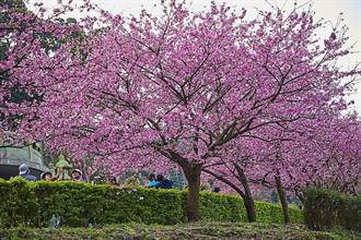 天元宮三色櫻滿開！三芝這裡櫻花、杜鵑花也比美
