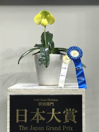 東京世界蘭展首獎是只開1朶大花的拖鞋蘭！