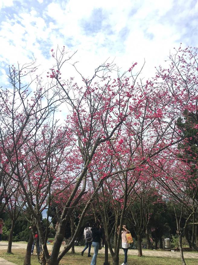 陽明山花季今開幕櫻花 杜鵑花爭艷 生活 中時