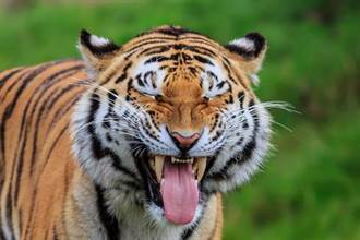 老虎舌頭多鋒利 舔人會扒掉一層皮？