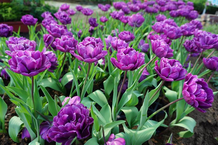 中社觀光花市引進紫色重瓣的藍鑽鬱金香，呈現紫色神秘高貴。（王文吉攝）