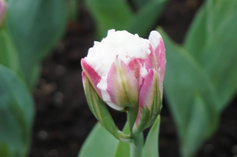 冰淇淋鬱金香由綠色、粉色花瓣包覆白色花苞，盛開時如牡丹花相當夢幻。（王文吉攝）