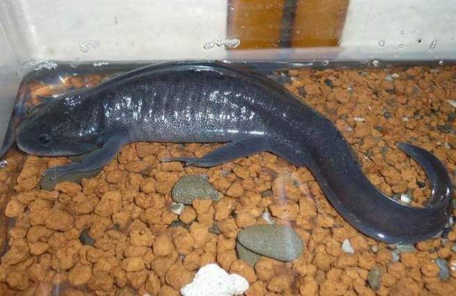 別被蠑螈可愛騙去 變態 後飼主超崩潰 搜奇 網推