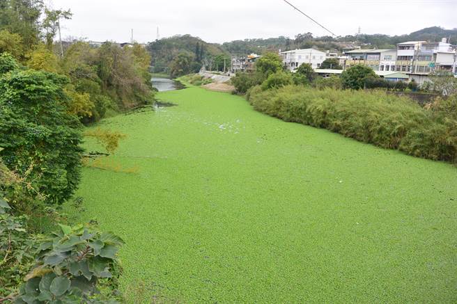 水芙蓉攻佔河川 老田寮溪綠油油居民憂生態浩劫 社會 中時