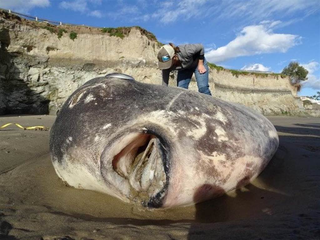 美国加州沙滩上发现的骗子翻车鱼。（图／路透社）(photo:ChinaTimes)
