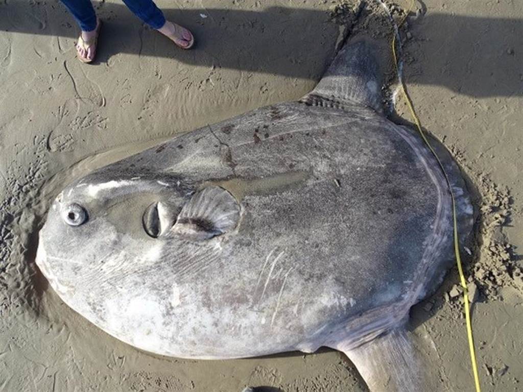 美国加州沙滩上发现的骗子翻车鱼。（图／路透社）(photo:ChinaTimes)