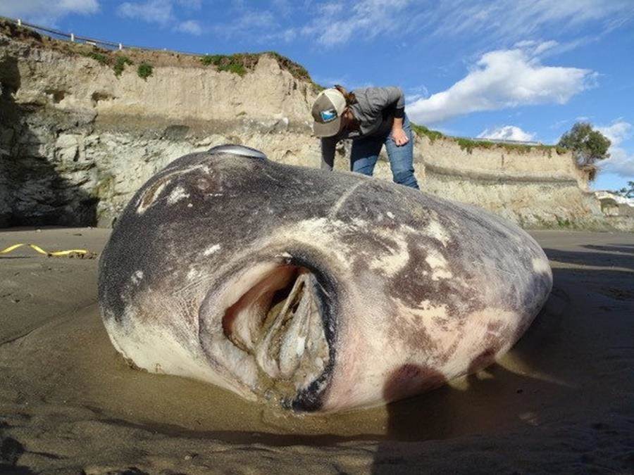 百年稀有種 美沙灘驚現2公尺巨大翻車魚 國際 中時新聞網
