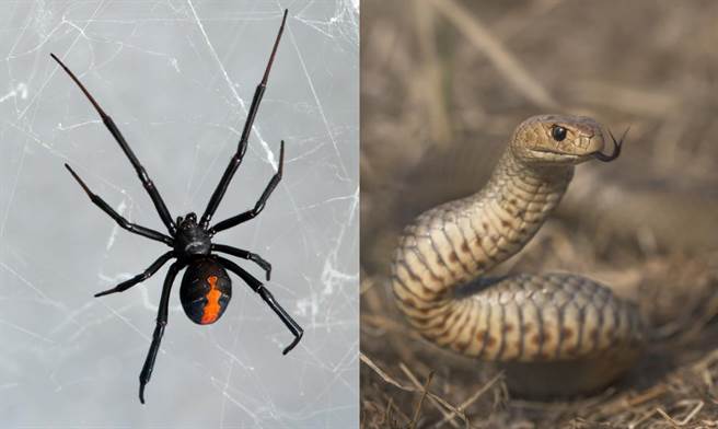 澳两剧毒生物对决！蜘蛛大战棕蛇 结局出乎意料(示意图/达志影像)