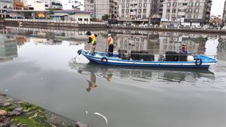 運河撈出2噸魚屍  疑遭倒廢水  環保局：春雨改變水中溶氧量所致
