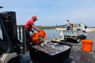 台灣鯛業者引進智能養殖技術  地方創生打造外銷生產基地