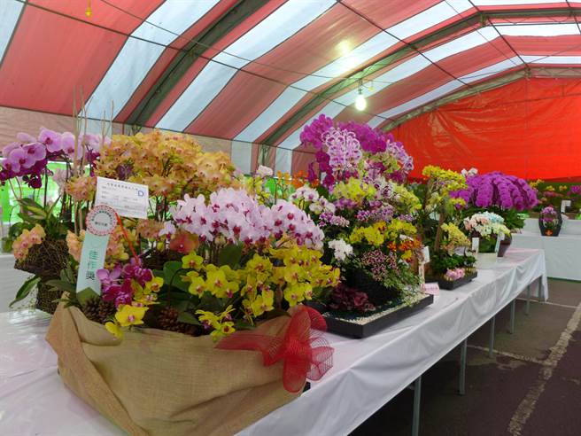 2019春季蘭花大展15日展開，現場展出400盆各式蘭花相互競豔。（林欣儀攝）