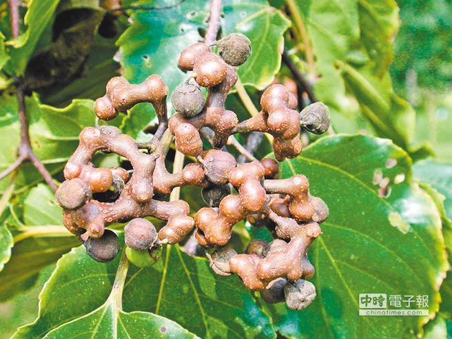 枳椇子養陰生津古人靠它解酒- 醫藥健康- 旺報
