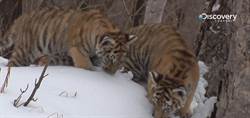遭非法盜獵！曾瀕臨絕種的老虎如何數量翻倍？