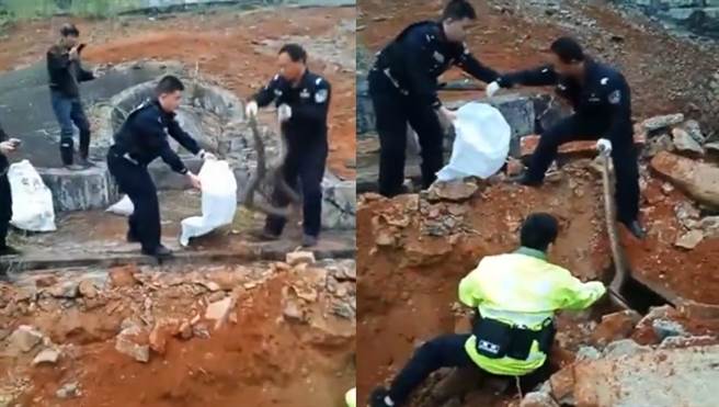 扫墓修祖坟挖出3条2公尺巨蟒 画面好惊人(图翻摄自/梨视频)