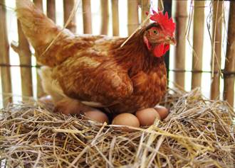 母雞5年不生蛋 竟懷千萬「雞寶」