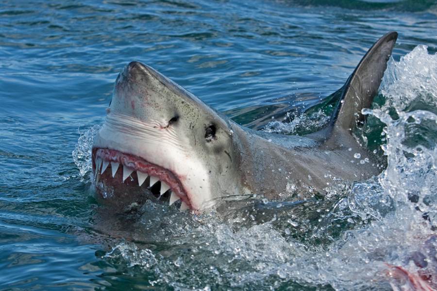 連釣2隻鯊超嗨 下秒GG險變食物(示意圖/達志影像)