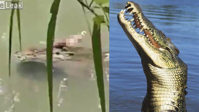驚見鱷魚吃午餐 嘴竟叼著一條人腿(左圖/翻攝自/Liveleak/右圖/達志影像)