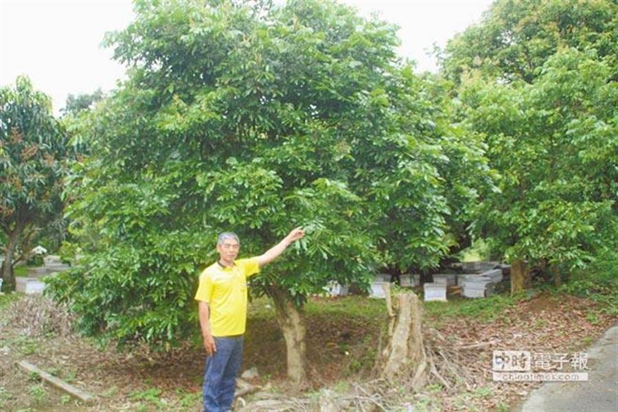 天氣怪龍眼不開花。(資料照)