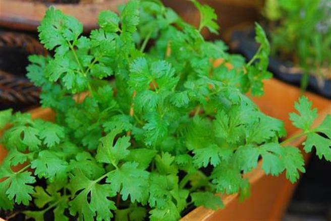 種香菜卻長出這個 PO網炫耀竟被逮(圖片取自/達志影像)