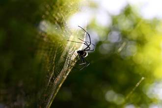 南非發現黑寡婦蜘蛛近親 為世上最大劇毒蜘蛛