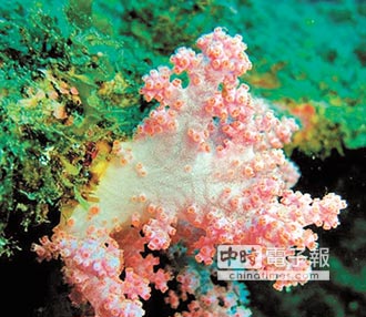 八放珊瑚故事多 專家說給你聽